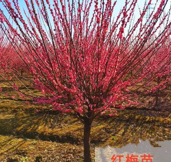 6年红梅苗直径多少钱 收到的红梅树苗脱水了怎么处理
