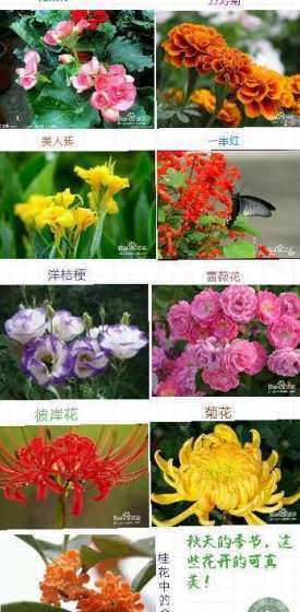 秋天会开什么花名字 秋天开的花有哪些