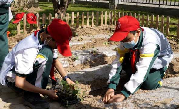 学校种植花草要注意什么 种植花草的要点是什么