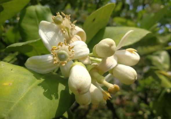 20年的香花树多少钱 桂花树直径长到20厘米一般要多少年