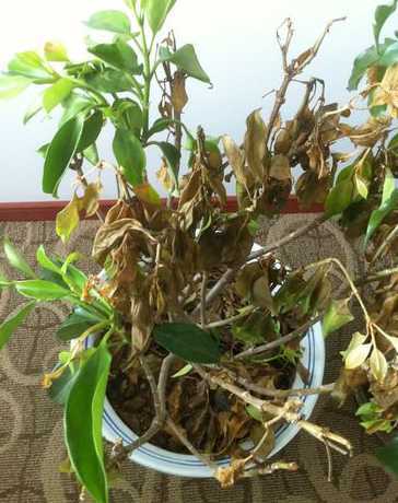 非洲茉莉烂根了怎么办 非洲茉莉烂根怎么办