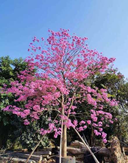 哪里有出售红花风铃木 植物百科: 红花风铃木