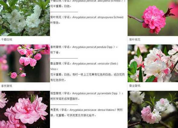 桃花是什么季节出生的 桃花在什么季节结果