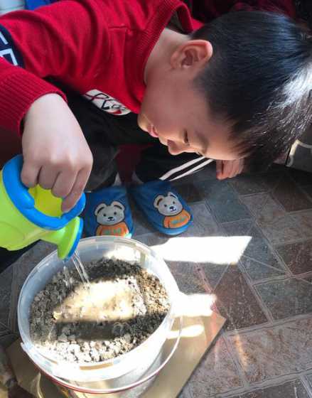 种子种上以后怎么浇水 满天星种子种下后需每天浇水吗
