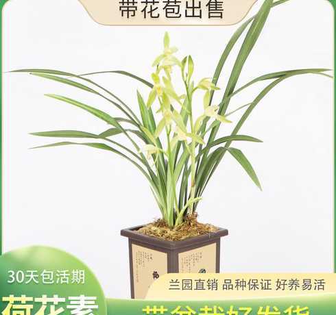 盆栽荷花兰冬季怎么养 君子兰盆景怎么养