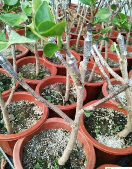 扶桑花嫁接用什么砧木 扶桑花的嫁接方法
