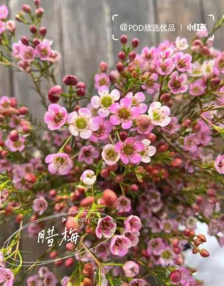 腊梅什么时候种容易活 腊梅什么时候移栽
