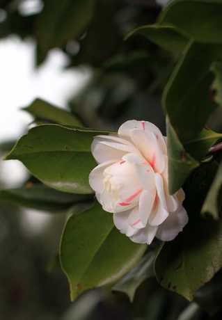 白茶花寓意是什么意思 白茶花的寓意和象征