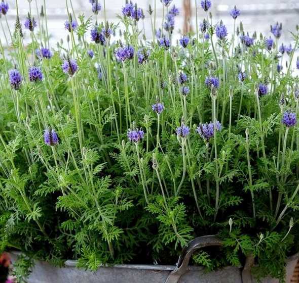花店薰衣草在家怎么养 薰衣草怎么种植