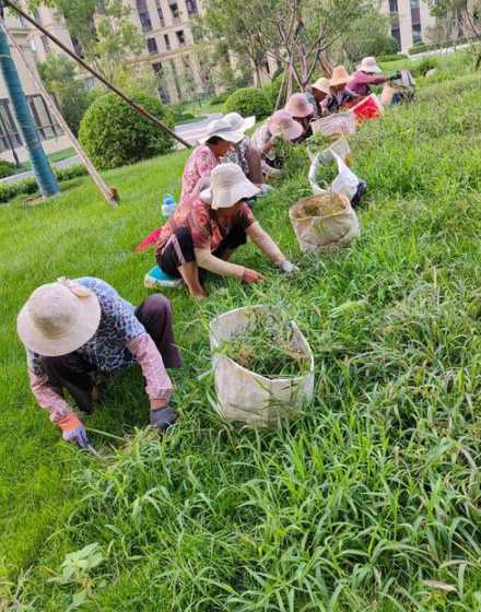 山东什么时候种草坪好 如何种植草坪,我是山东的