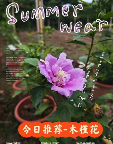 木槿适合什么时候种植 木槿树苗什么时候移栽 木槿种植注意事项