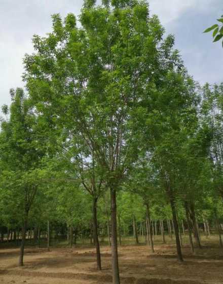 白蜡树苗多少钱一个月 亩种植白蜡树苗多少棵