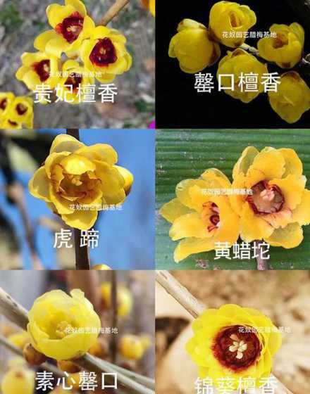 腊梅春天什么时间嫁接 腊梅嫁接方法及时间
