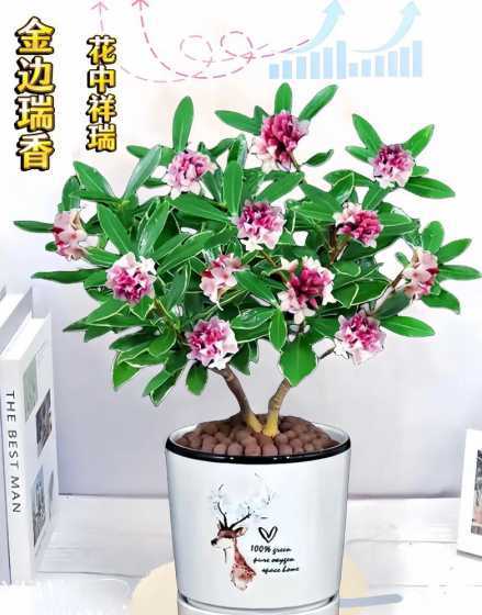 金边瑞香适合用什么盆 金边瑞香用大盆好还是小盆好