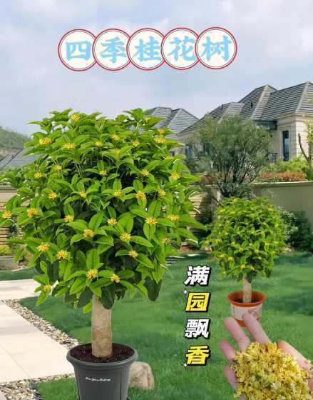 盆栽什么树适合室内养 什么树木适合在室内养殖