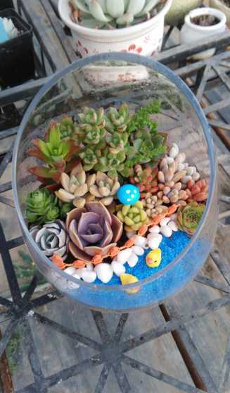 微景观养殖要注意什么 微景观的养殖方法和注意事项