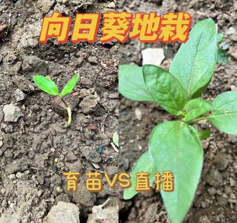 养花让他怎么样长的快 该怎么样养花