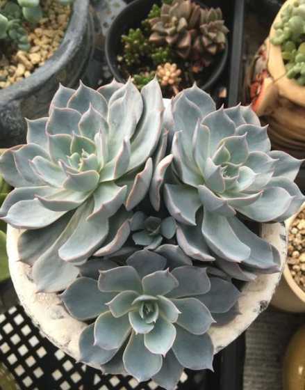 蓝石莲怎么样养成透蓝 新手养多肉蓝姬莲和蓝石莲哪个好养