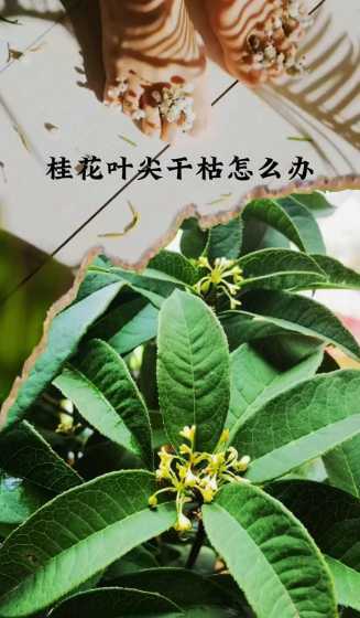 桂花出现枯叶如何预防 桂花有枯叶怎么回事