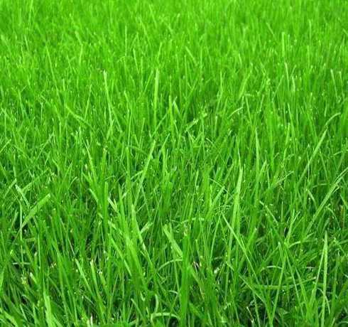 混播黑麦草是什么意思 混播黑麦草怎样播最好,多年生黑麦草种植