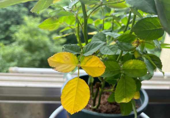 月季叶子发黄怎么挽救 月季花的叶子发黄枯萎怎么办,月季花叶子