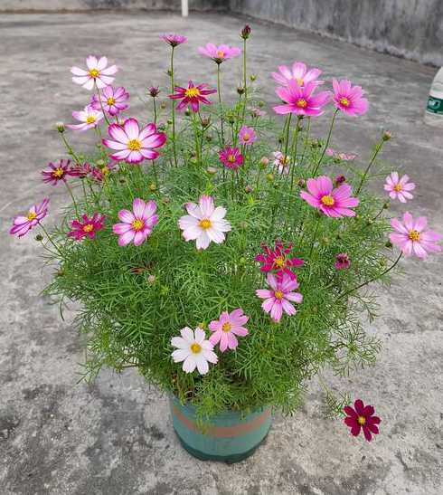 波斯菊为什么不能浇水 如何给波斯菊浇水