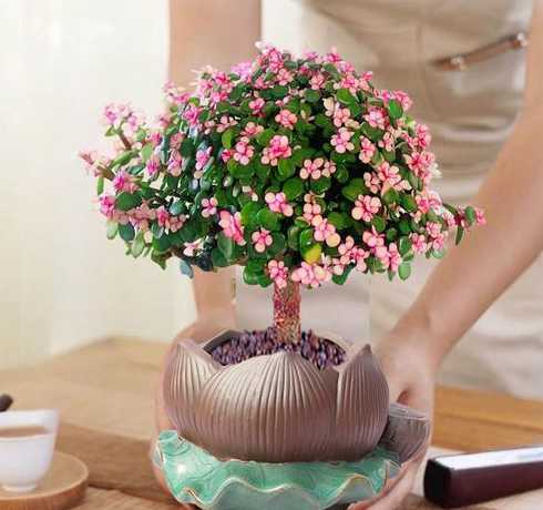 河南地区适合什么盆栽 郑州适合养什么花