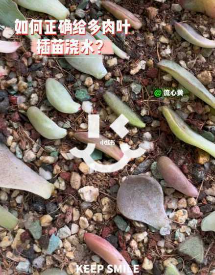 冬天怎么给叶插苗浇水 多肉要怎么叶插