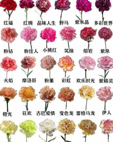 康乃馨开花后怎么摘心 康乃馨摘心打顶时间与方法