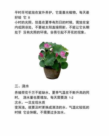 家中为什么不宜养荷花 家里为什么不能养荷花,家里种荷花有什么讲究