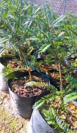 江苏什么地方有香榧苗 香榧苗,在云南能种植吗