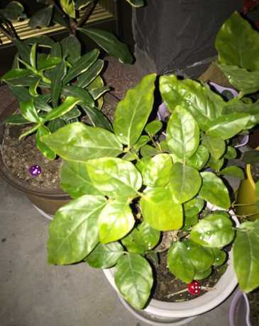 茉莉花叶子变黄为什么 茉莉花叶子发黄是怎么回事
