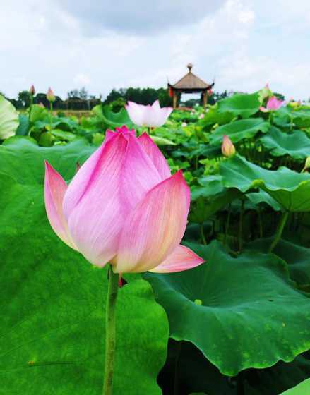夏天有什么花开呀荷花 夏天有什么花怎么描写