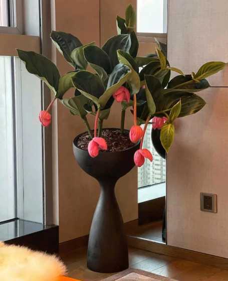 宝莲灯花小苗怎么修剪 宝莲灯花谢了怎么才能长新芽