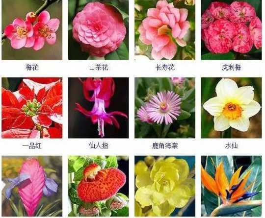 冬天会开什么花名字 冬天开的花有哪些名字大全