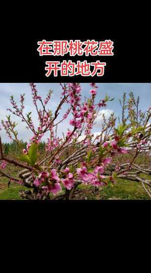 桃花是是什么季节开的 桃花是什么季节开
