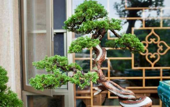 河南庭院种什么盆景好 庭院盆景植物栽哪种好