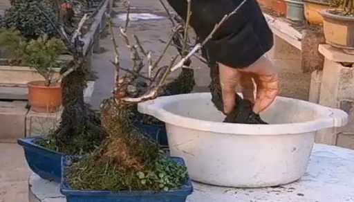 盆栽梅花冬季怎么浇水 盆栽梅花怎样浇水施肥