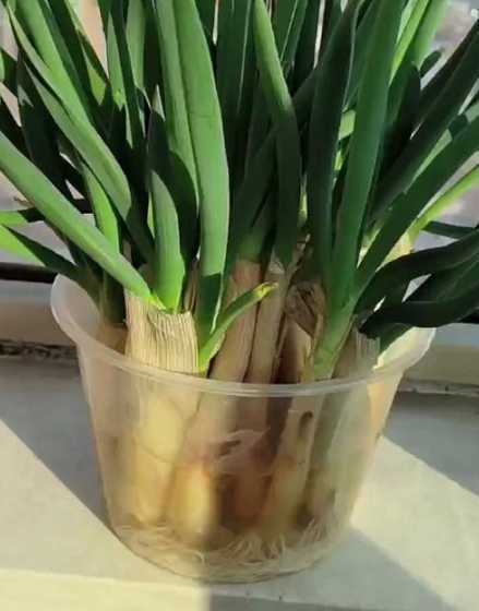 冬季大葱盆栽怎么种植 如何东北冬季盆栽大葱及香菜