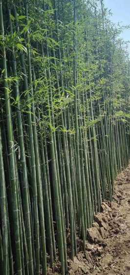 早园竹一平米多少棵 竹子一平米多少钱