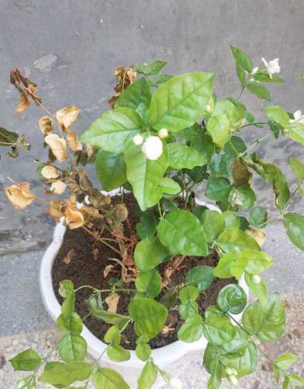 为什么茉莉花叶子枯了 茉莉花叶子尖发黄干枯,怎么回事