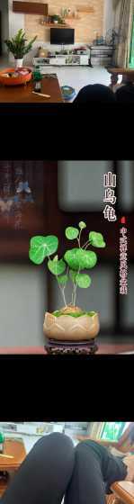 山乌龟盆栽有什么好处 盆栽山乌龟过冬的方法