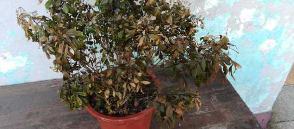 米兰花冻了是怎么样的 米兰花怕冻吗 米兰花零下会冻死吗