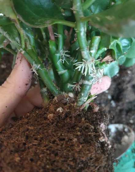 长寿花的根怎么样不烂 长寿花烂根