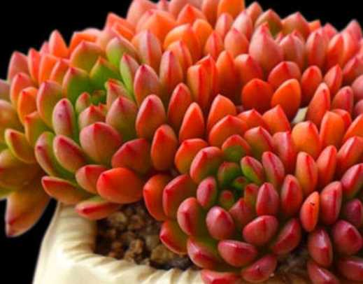 红宝石多肉属于什么科 多肉植物红宝石是什么样的