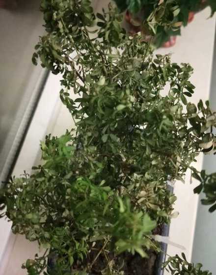 青香木冬季为什么落叶 买来的青香木栽了十多天了,怎么看着叶子一天比一天枯燥落叶