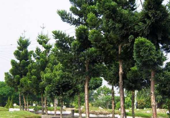 交通岛道路种什么树好 道路两边一般种植什么树比较好