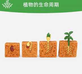 种子发芽后变化是什么 种子发芽后的生长过程