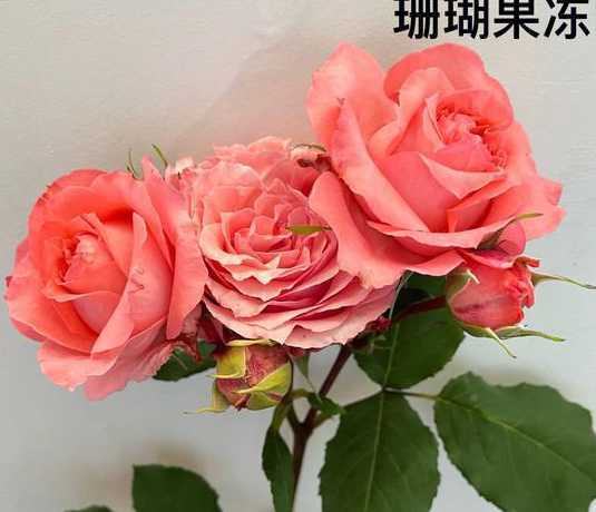 冬季怎么分辨月季颜色 月季盲芽怎么分辨图解