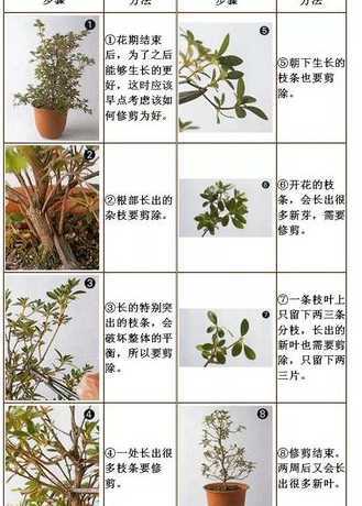 杜鹃为什么不能室内养 杜鹃花可以在室内养吗